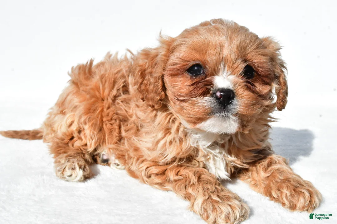 Cavapoo dogs for sale: Ellie - Ad 2