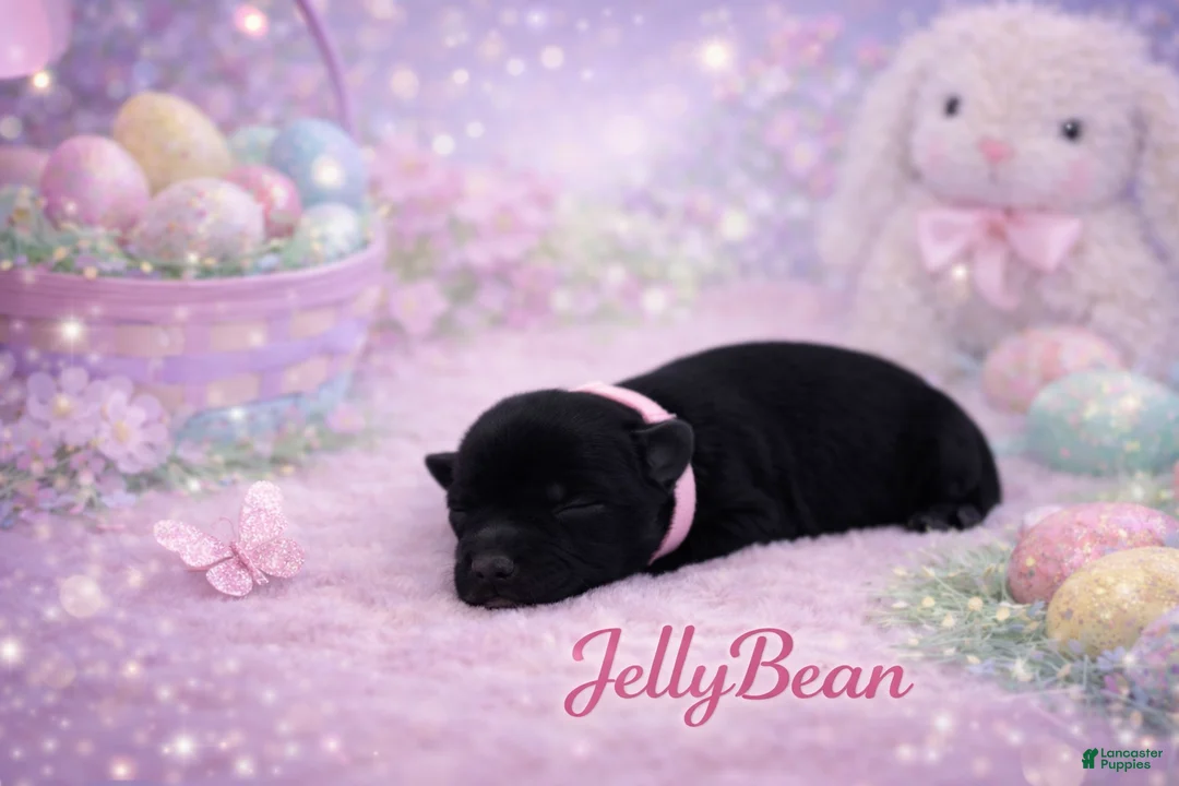 Miniature Schnauzer dogs for sale: Jelly Bean - Ad 1