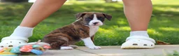 Boxer dogs for sale: Leo - Ad 14