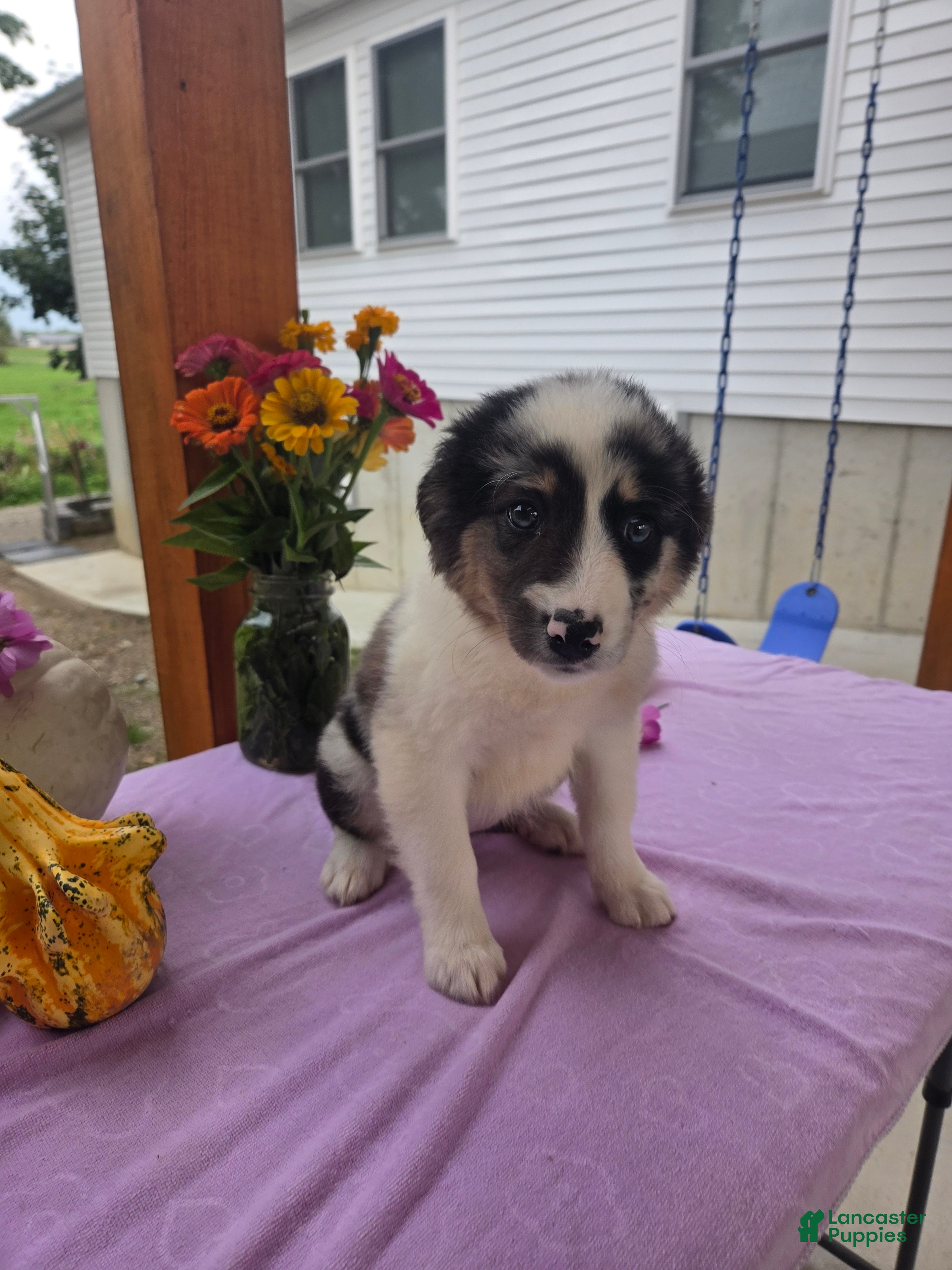 Australian Shepherd dogs Molly - Ad 1