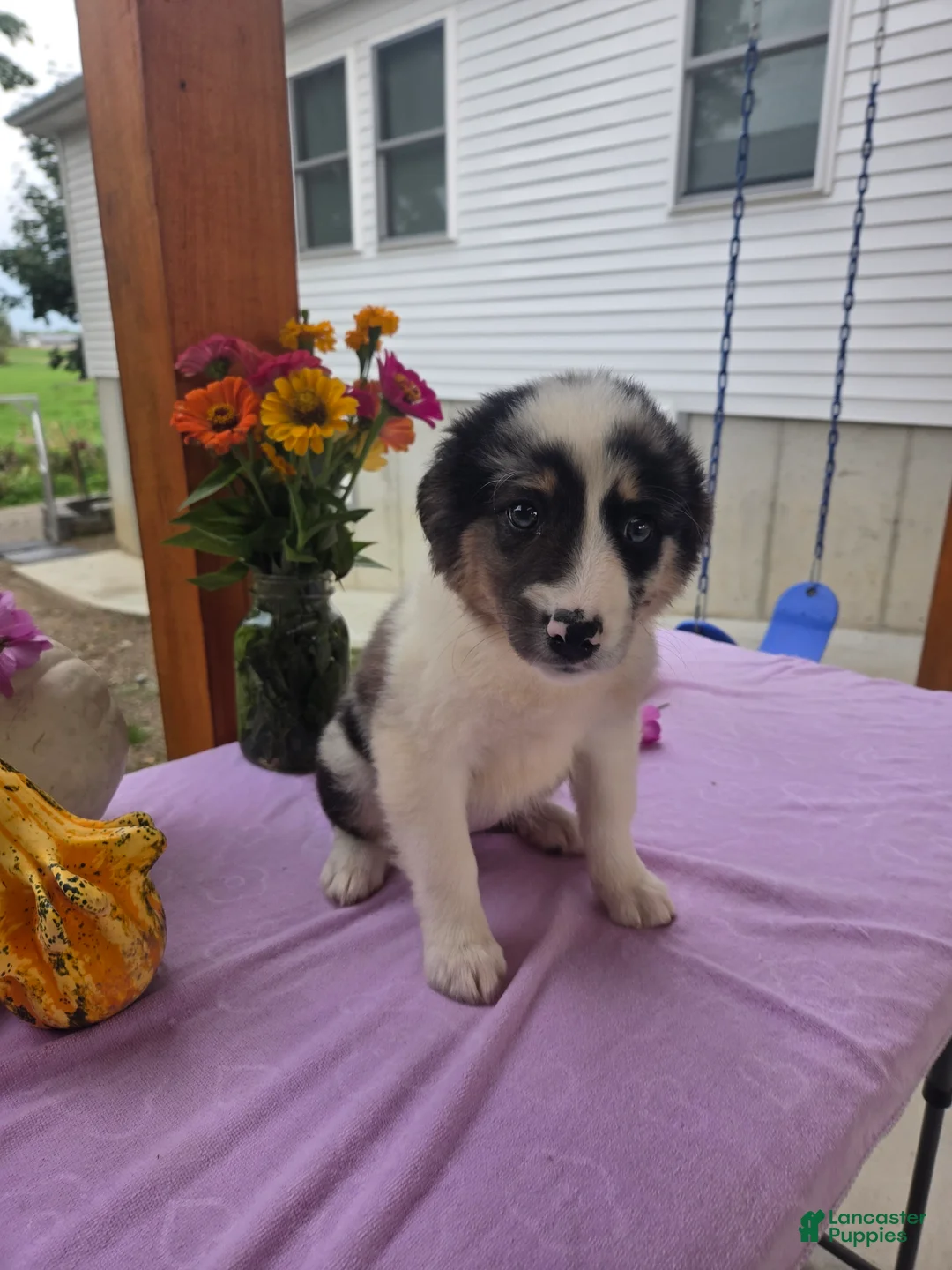 Australian Shepherd dogs for sale: Molly - Ad 1