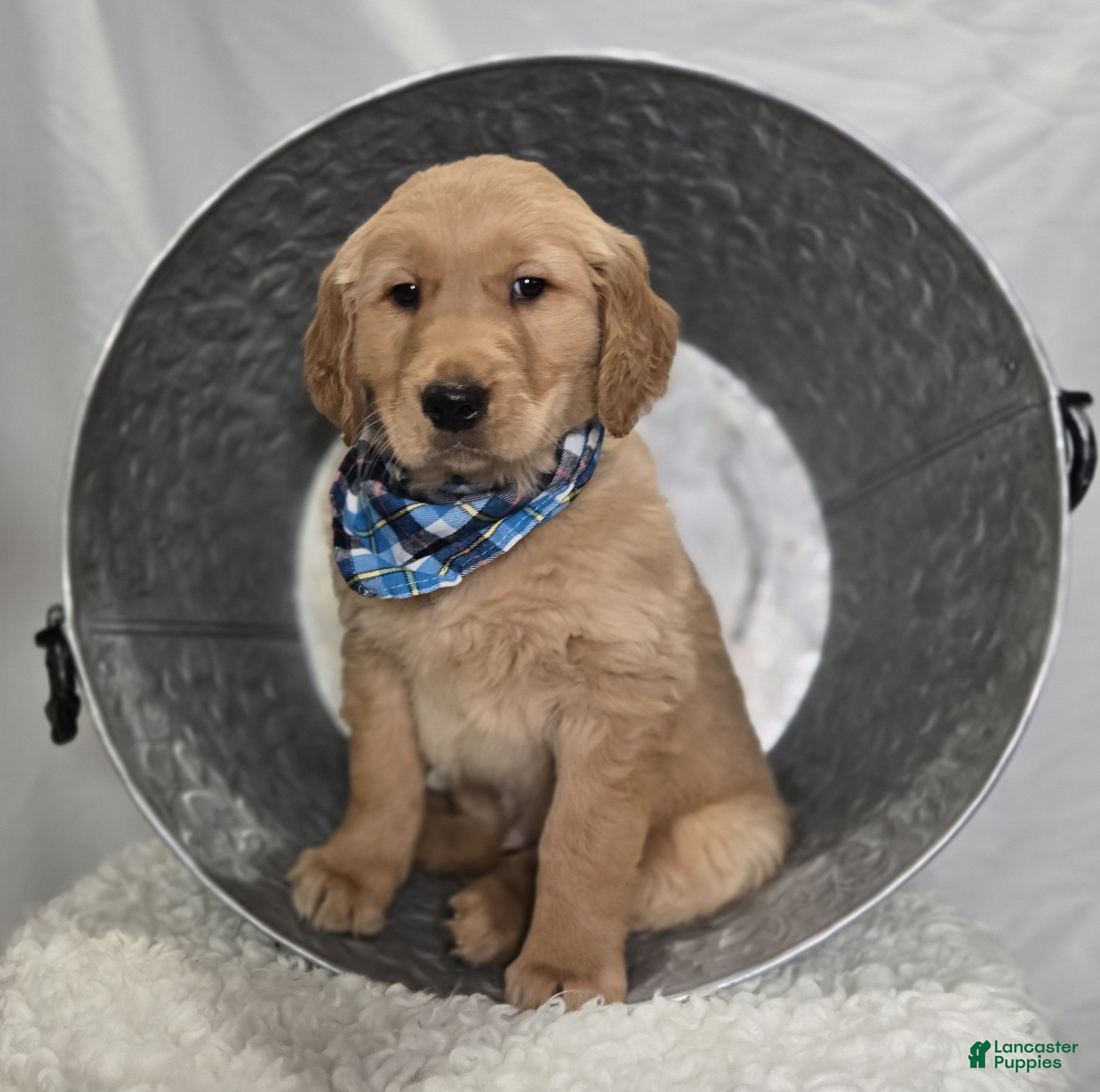 Golden Retriever dogs Parker - Ad 1