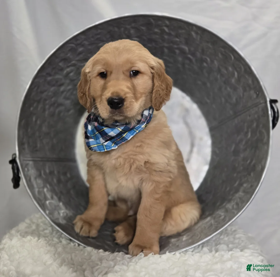 Golden Retriever dogs for sale: Parker - Ad 1