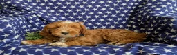 Mini Goldendoodle dogs for sale: Blaze Hypoallergenic - Ad 5