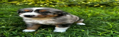 Sam