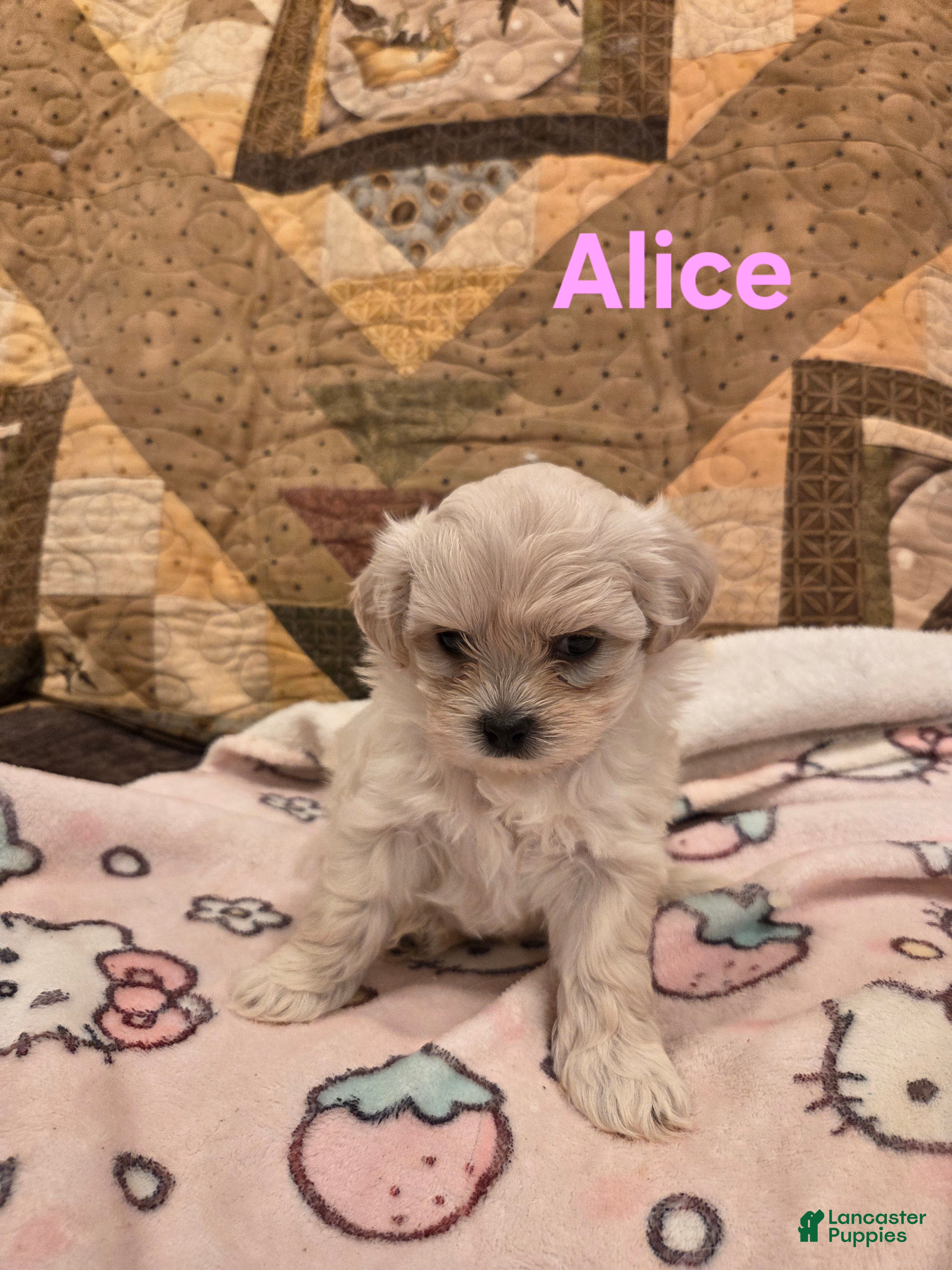 Shihpoo dogs Alice - Ad 9