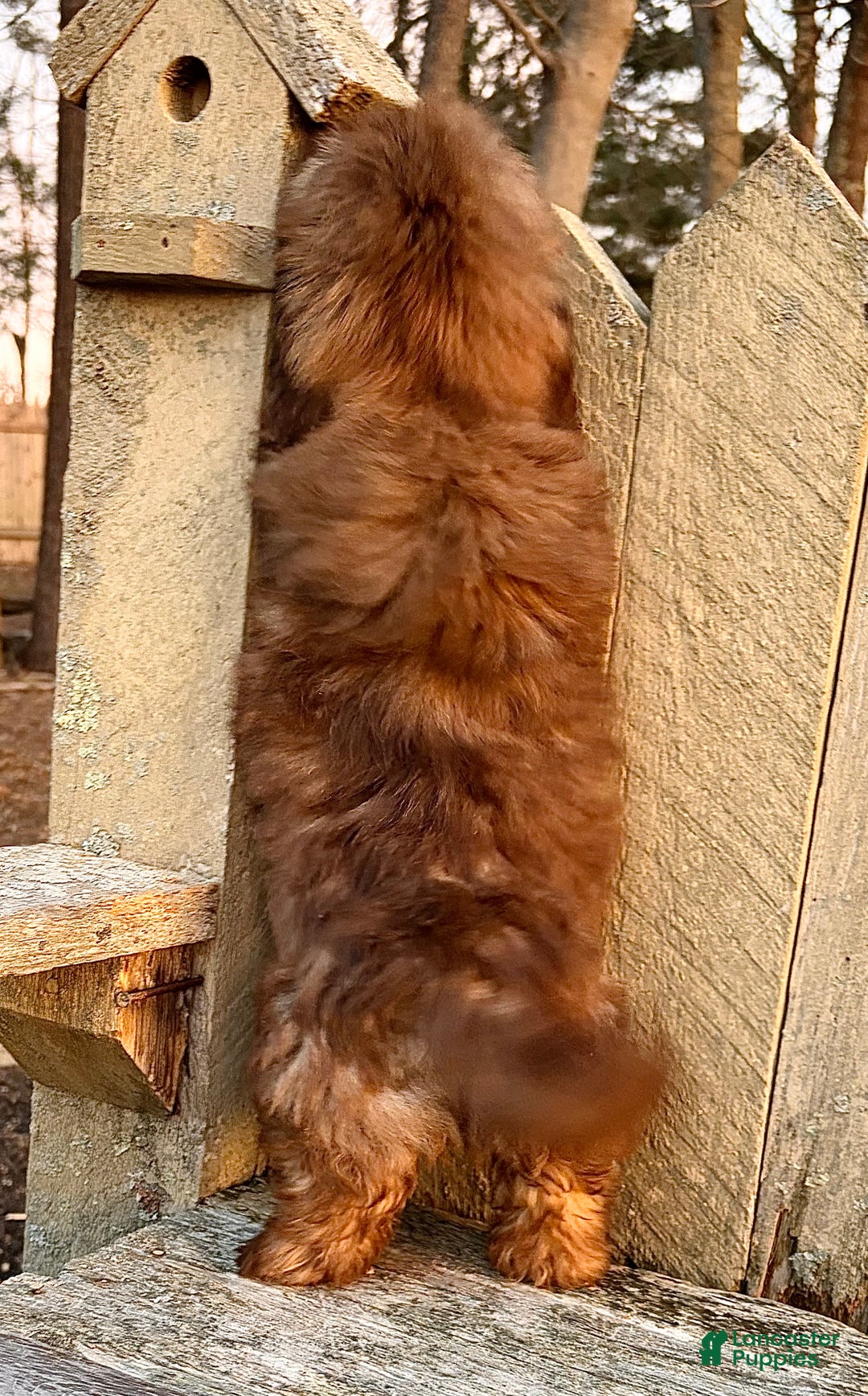 Shih Tzu dogs for sale: 💛 IN BOSTON MASSACHUSETTS AREA 💛 PUREBRED CHOCOLATE SHIH TZU 💛 ESTIMATED ADULT SIZE 10-12 LBS 💛 - Ad 5