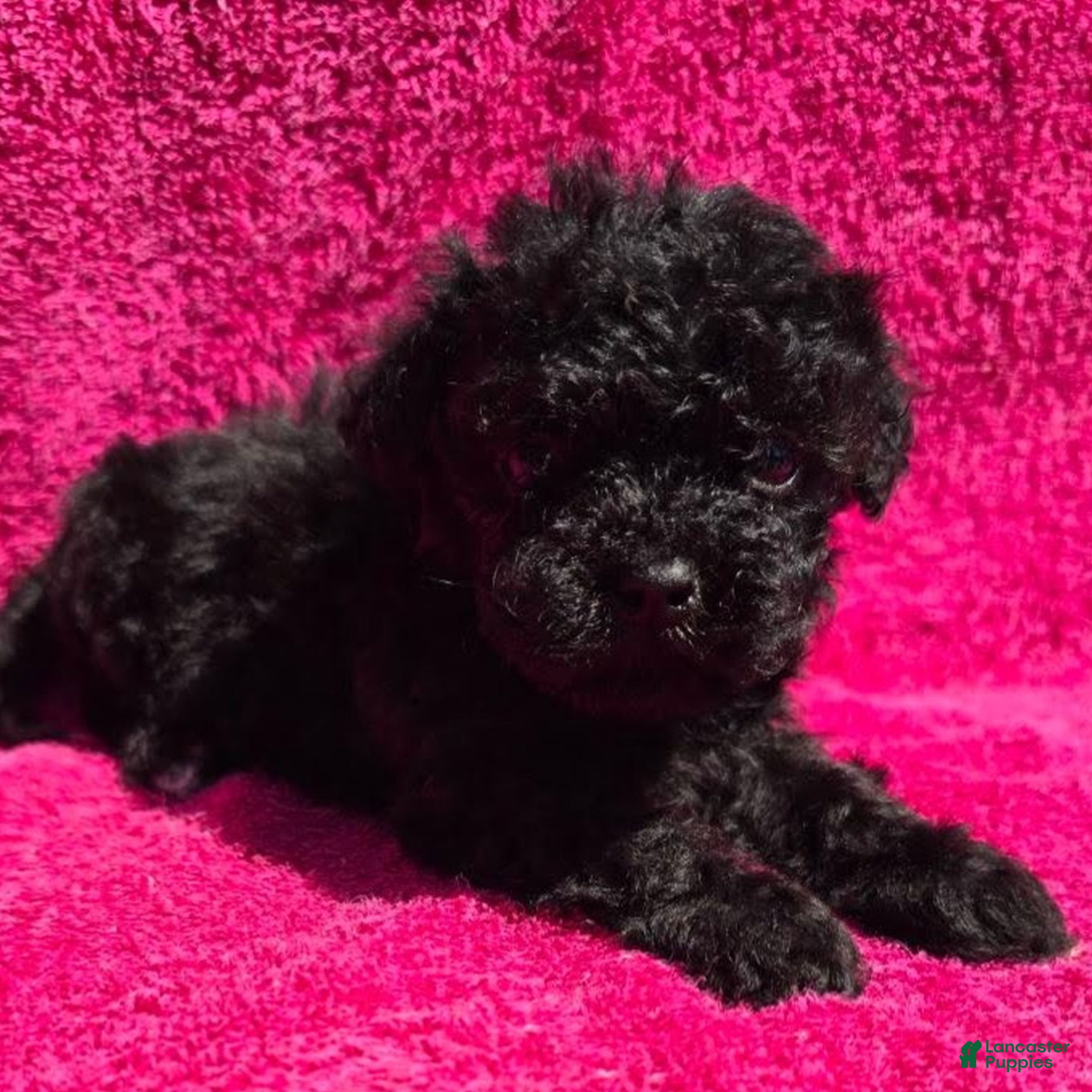 Maltipoo dogs Fred  - Ad 2
