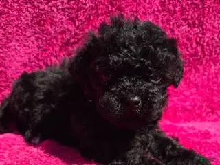 Maltipoo dogs Fred - Ad 2