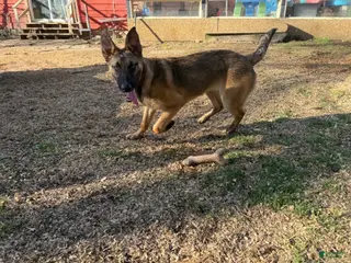 Mixed Breed dogs Dark pink Collar - Ad 15