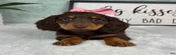 Miniature Dachshund dogs for sale: Dior  - Ad 4