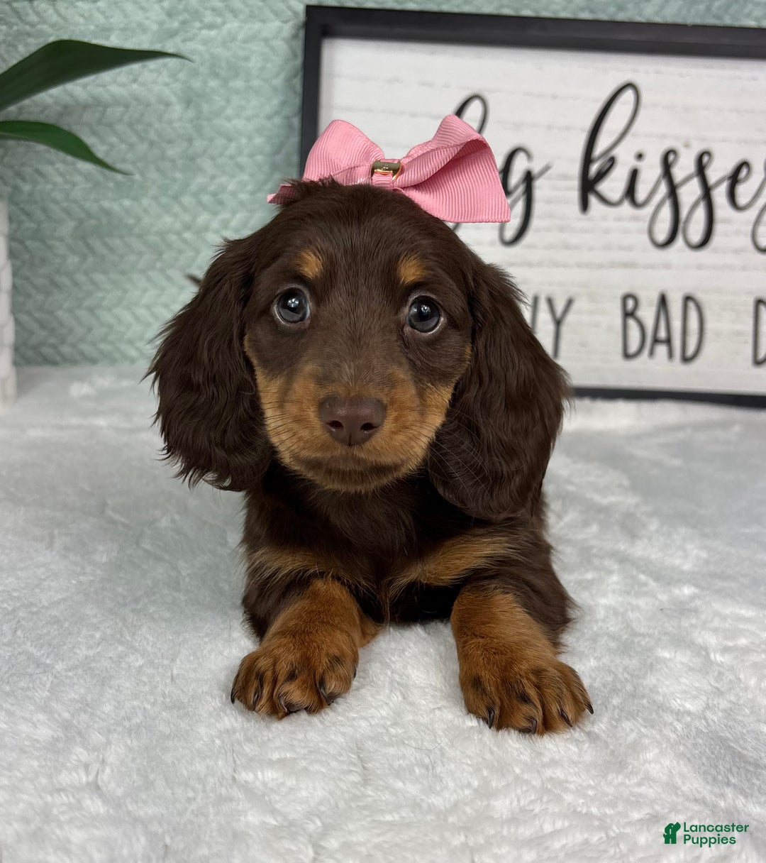 Miniature Dachshund dogs for sale: Dior  - Ad 4