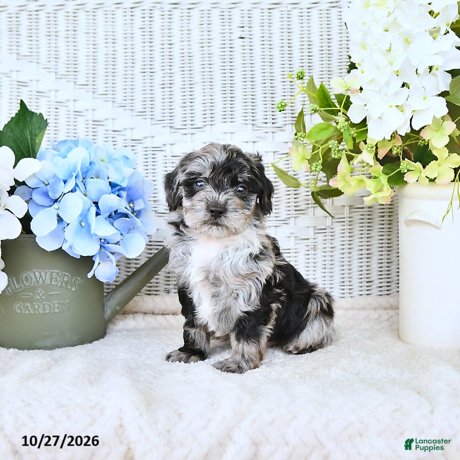 Mini Aussiedoodle dogs for sale: Turbo - Ad 1
