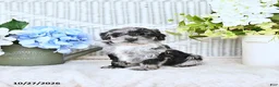 Mini Aussiedoodle dogs for sale: Turbo - Ad 1
