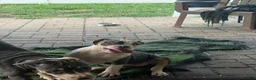 American Bully dogs for sale: Harley - Ad 7