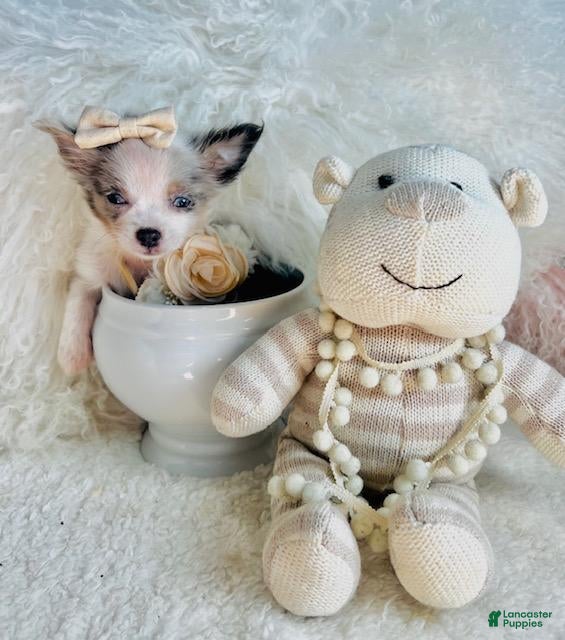 Chihuahua dogs Chihuahua Puppy 2 - Ad 14