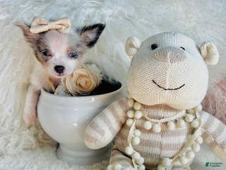 Chihuahua dogs Chihuahua Puppy 2 - Ad 17