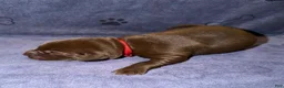 Labrador Retriever dogs for sale: Ethan - Ad 4