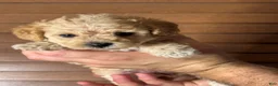 Miniature Labradoodle dogs for sale: Gigi - Ad 8