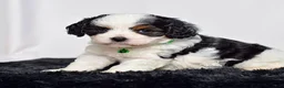 Cavapoo dogs for sale: Mr. Dallas - Ad 6