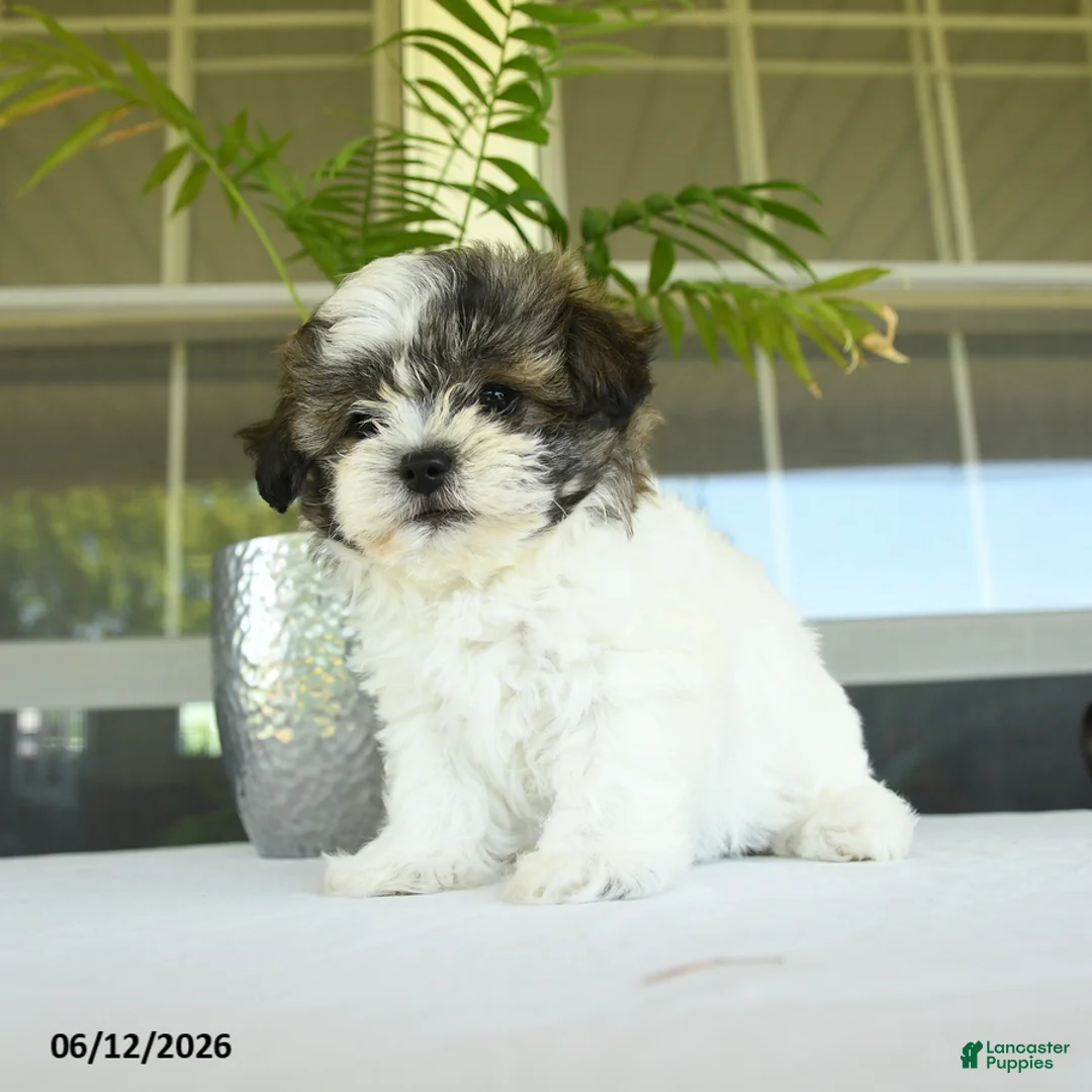 Teddy Bear dogs for sale: Kairy - Ad 1