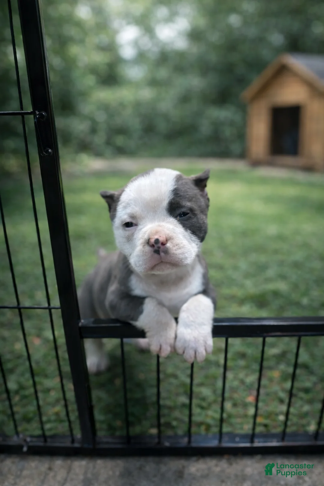 American Bully dogs for sale: American Bully Puppy 1 - Ad 2