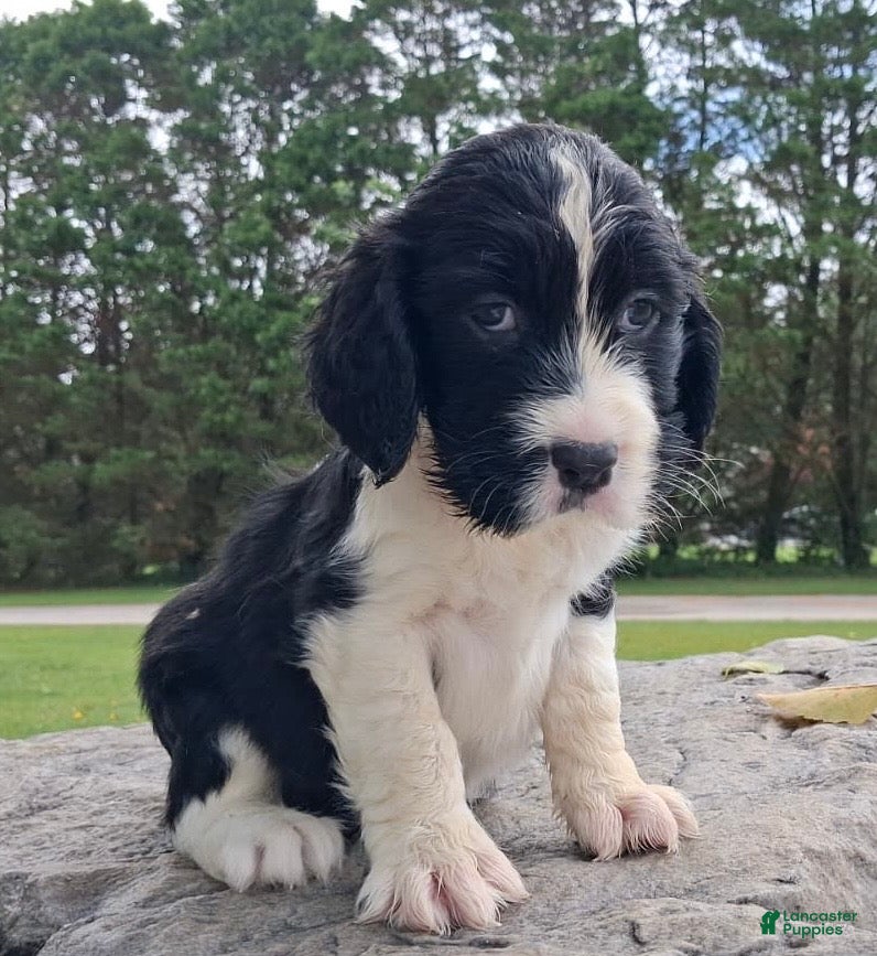 English Springer Spaniel dogs English Springer Spaniel Puppy Neo - Ad 13