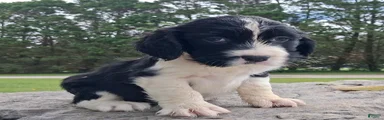 English Springer Spaniel Puppy Neo