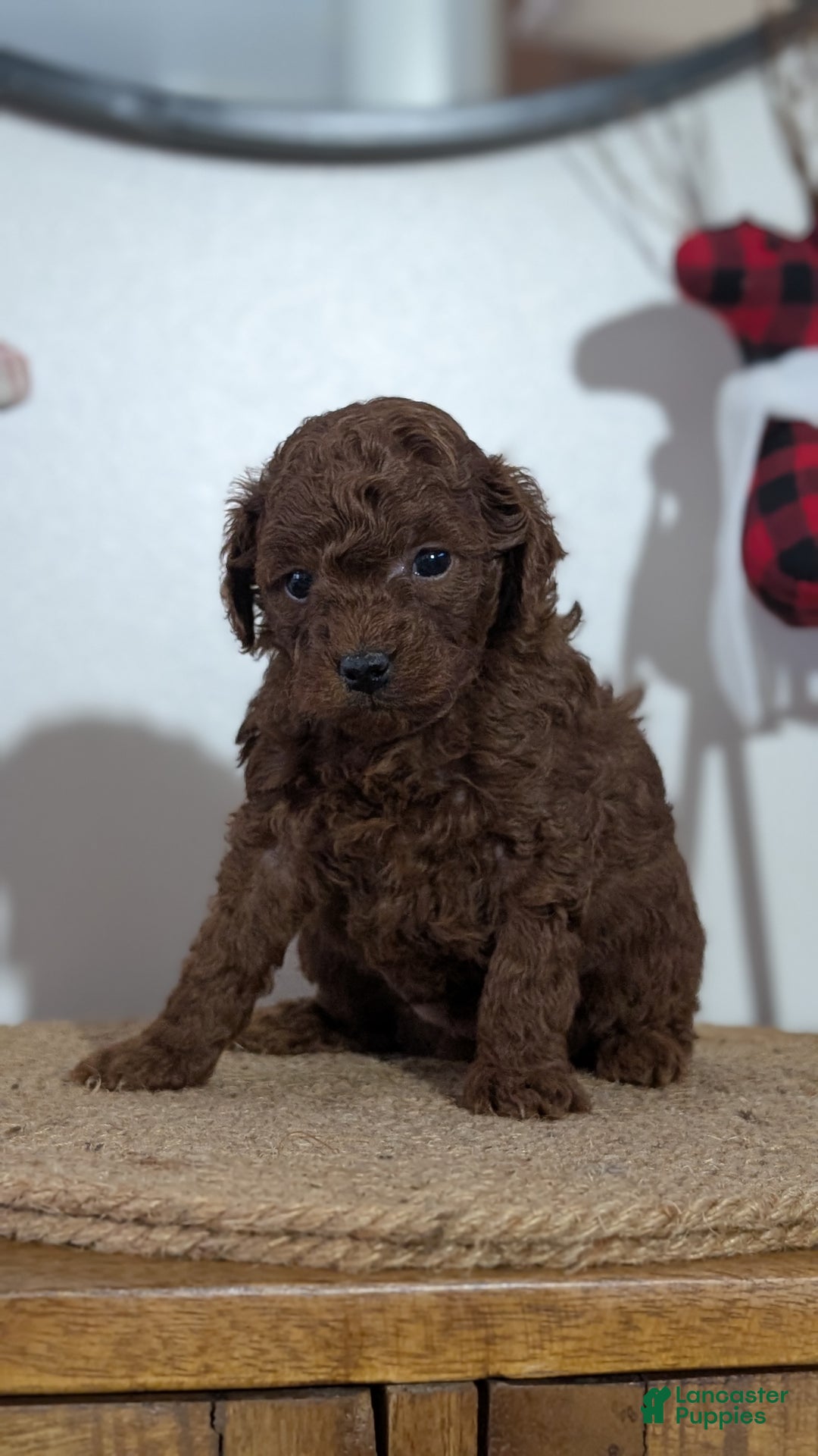 Miniature Poodle dogs for sale: Mason - Ad 5