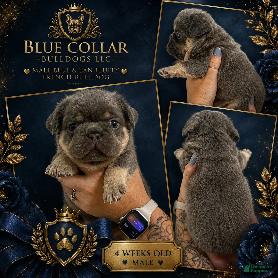 French Bulldog dogs for sale: Fluffy Lilac Tri French Bulldog  - Ad 2