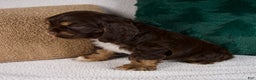Cocker Spaniel dogs for sale: Rocky - Ad 5