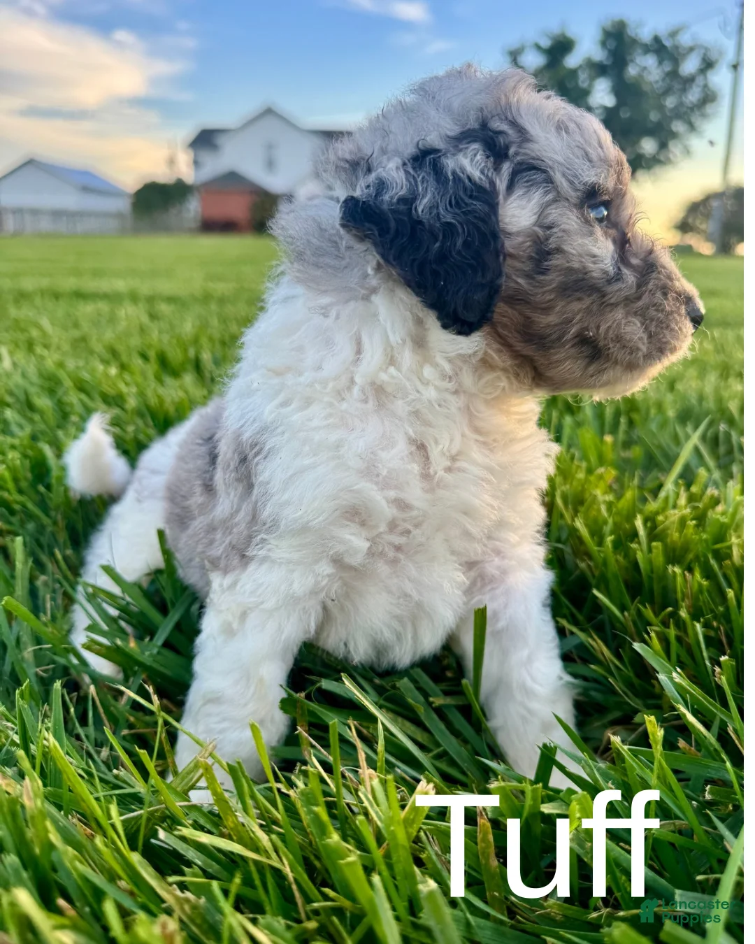Mini Bernedoodle dogs for sale: Tuff - Ad 2