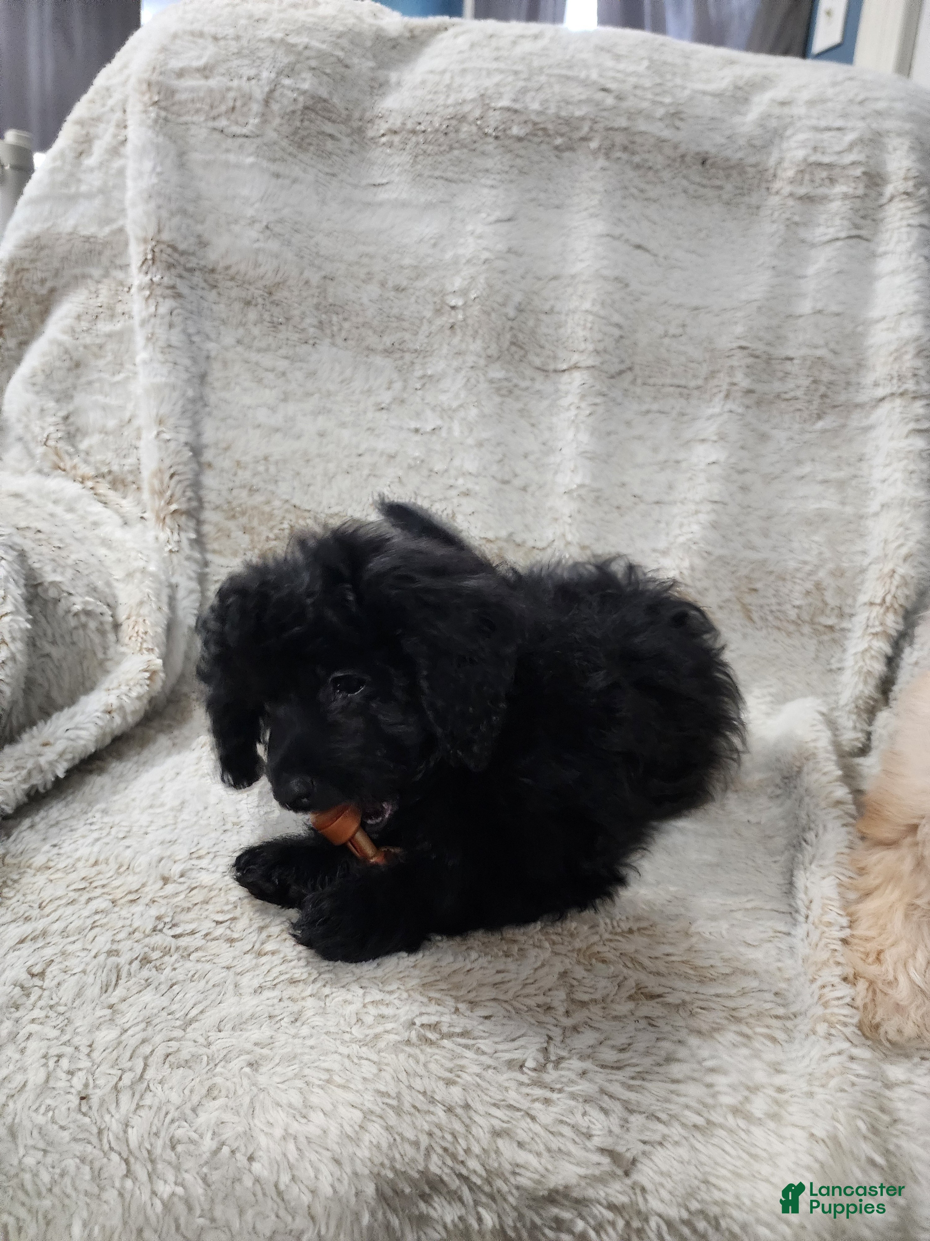 Pomapoo dogs Onyx  - Ad 2