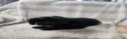 Pomapoo dogs for sale: Onyx  - Ad 2