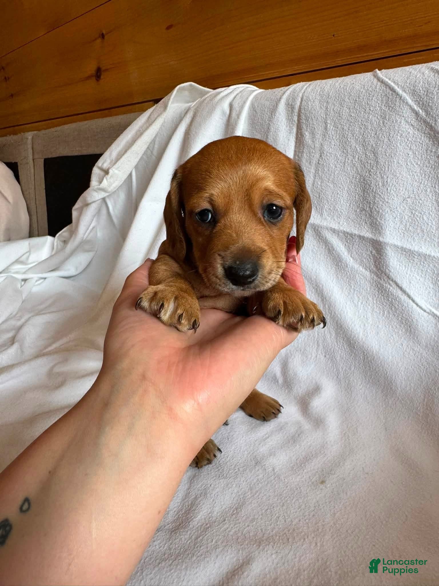 Miniature Dachshund dogs Bundy - Ad 19