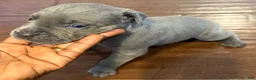 Cane Corso dogs for sale: Cane Corso Puppy 9 - Ad 5