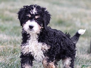Mini Bernedoodle dogs Hazel - Ad 21