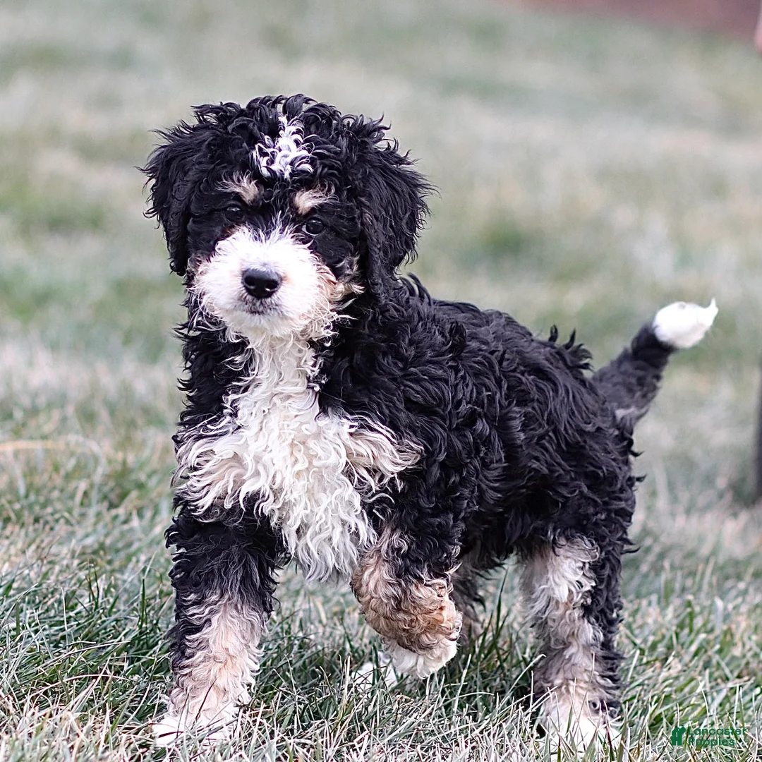 Mini Bernedoodle dogs for sale: Hazel - Ad 1