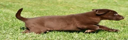 Labrador Retriever dogs for sale: Jackson - Ad 9
