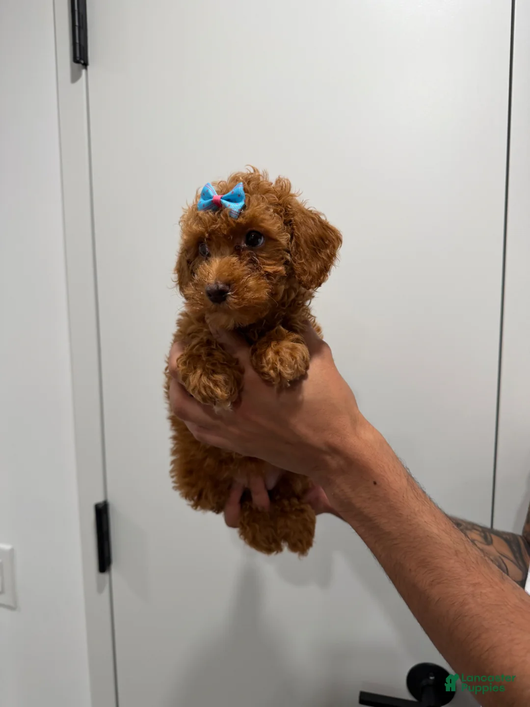 Miniature Poodle dogs for sale: Tyla - Ad 2