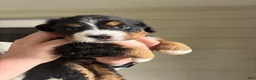Bernese Mountain Dog dogs for sale: Red - Ad 2