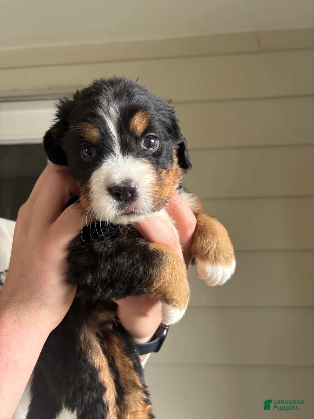 Bernese Mountain Dog dogs for sale: Red - Ad 2