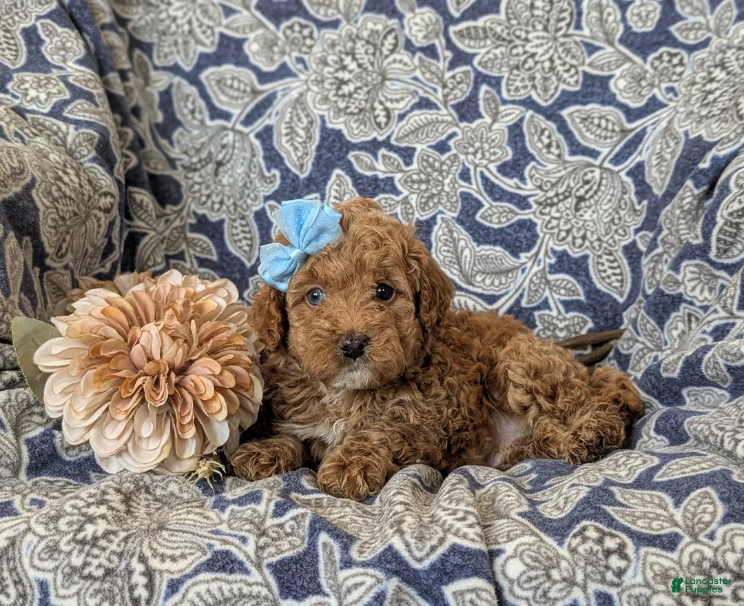 Cockapoo dogs for sale: Jemma Hypoallergenic - Ad 7