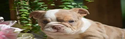 English Bulldog dogs for sale: Miley - Ad 3