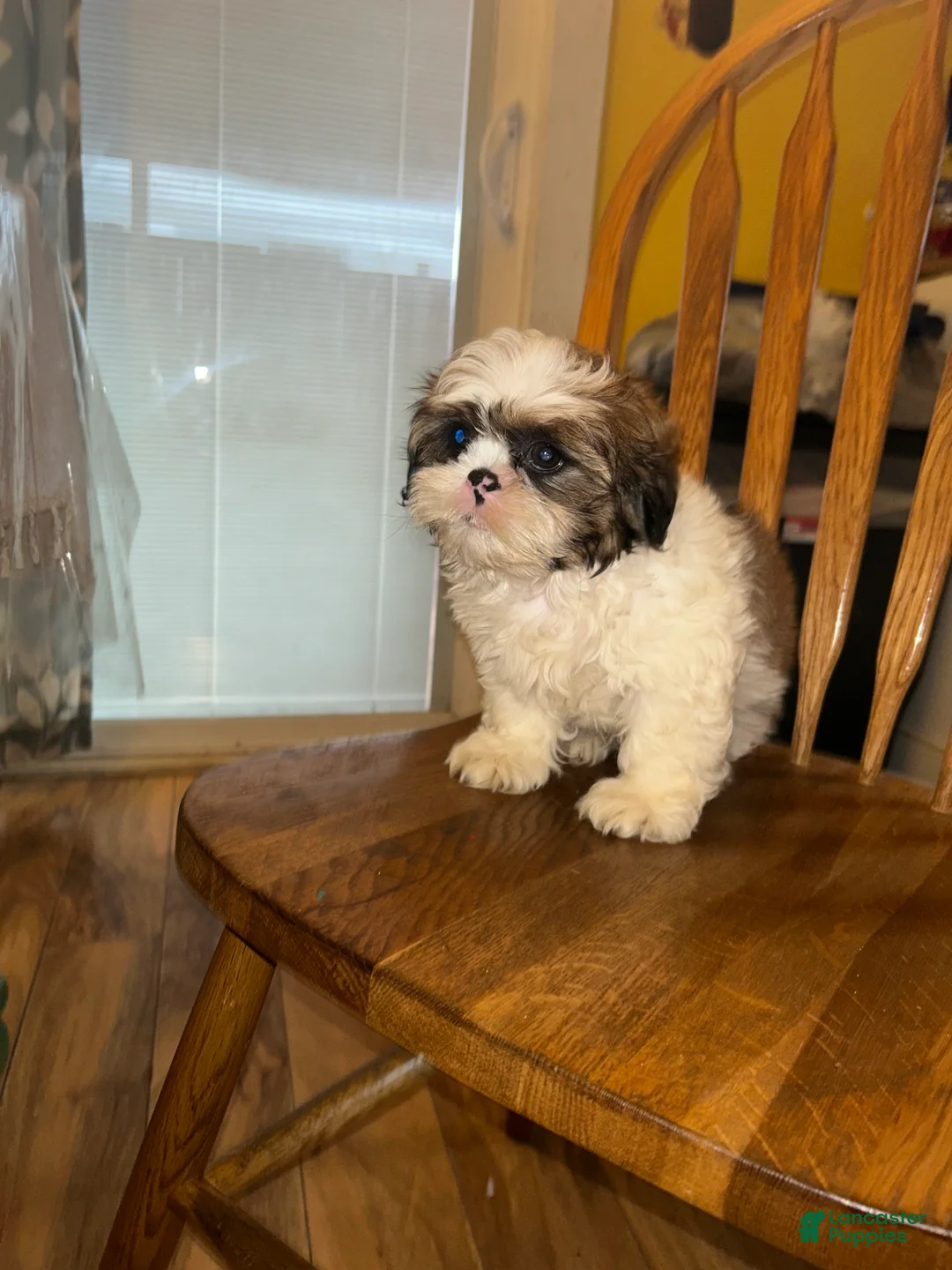 Shih Tzu dogs for sale: Shih Tzu Puppy 1 - Ad 1