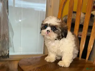 Shih Tzu dogs Shih Tzu Puppy 1 - Ad 40