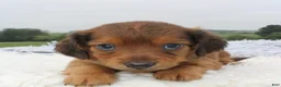 Miniature Dachshund dogs for sale: Miniature Dachshund 4 - Ad 4