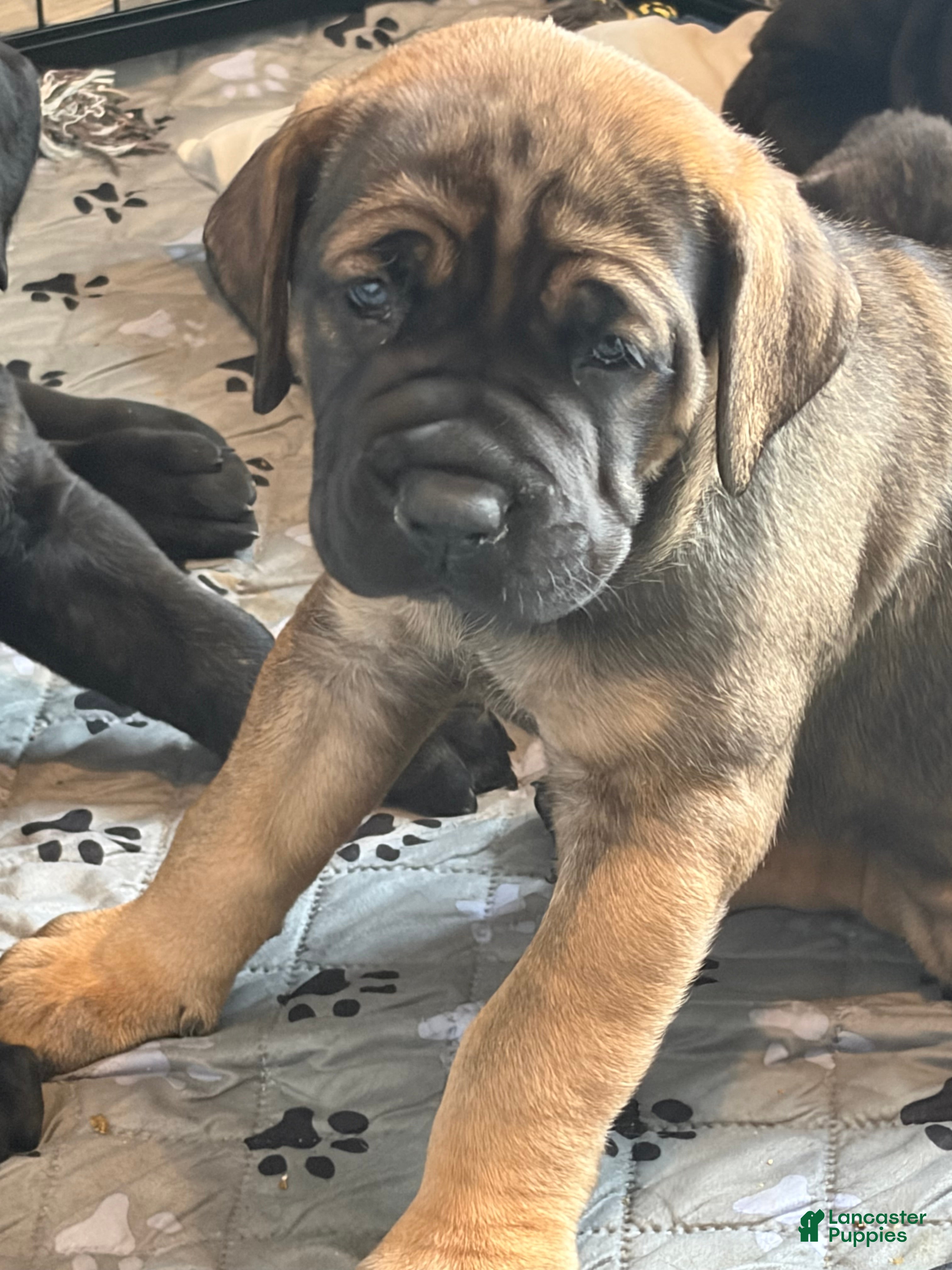 Cane Corso dogs Cane Corso 6 - Ad 2