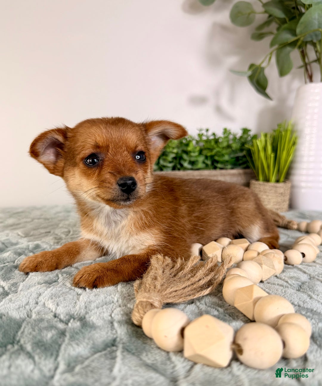 Mixed Breed dogs for sale: Poppy - Ad 4