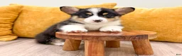 Welsh Corgi Pembroke dogs for sale: Mason - Ad 4